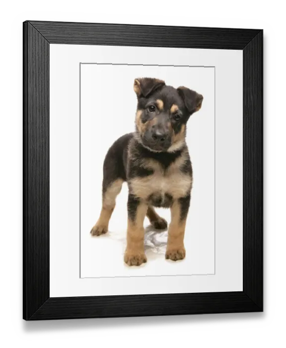 Framed Print : Domestic Dog, German Shepherd Dog, puppy, standing Framed Print : Domestic Dog, German Shepherd Dog, puppy, standing