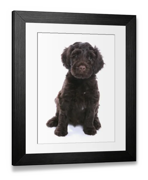 Framed Print : Domestic Dog, Portuguese Water Dog, puppy, sitting Framed Print : Domestic Dog, Portuguese Water Dog, puppy, sitting