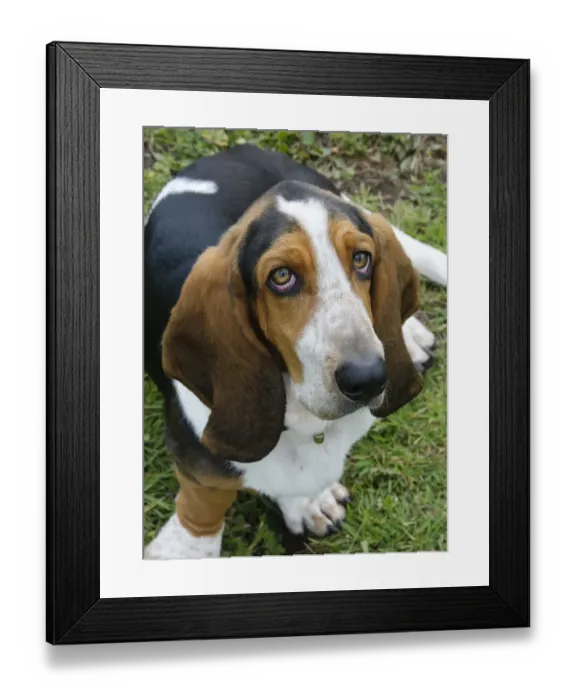 Framed Print : Domestic Dog, Basset Hound, adult male, sitting, England, july Framed Print : Domestic Dog, Basset Hound, adult male, sitting, England, july