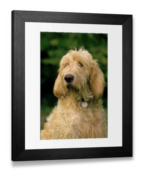Framed Print : Domestic Dog, Grand Griffon Vendeen, adult, close-up of head