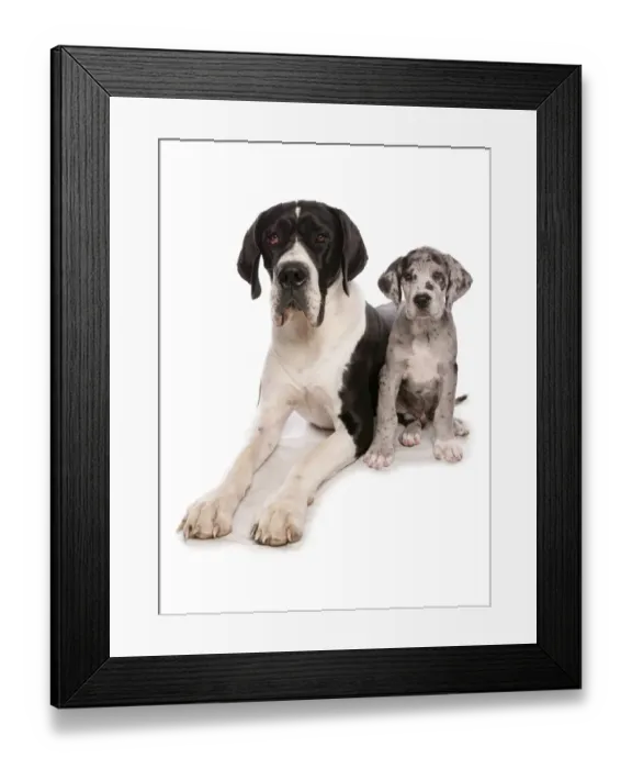 Framed Print : Domestic Dog, Great Dane, adult and puppy Framed Print : Domestic Dog, Great Dane, adult and puppy