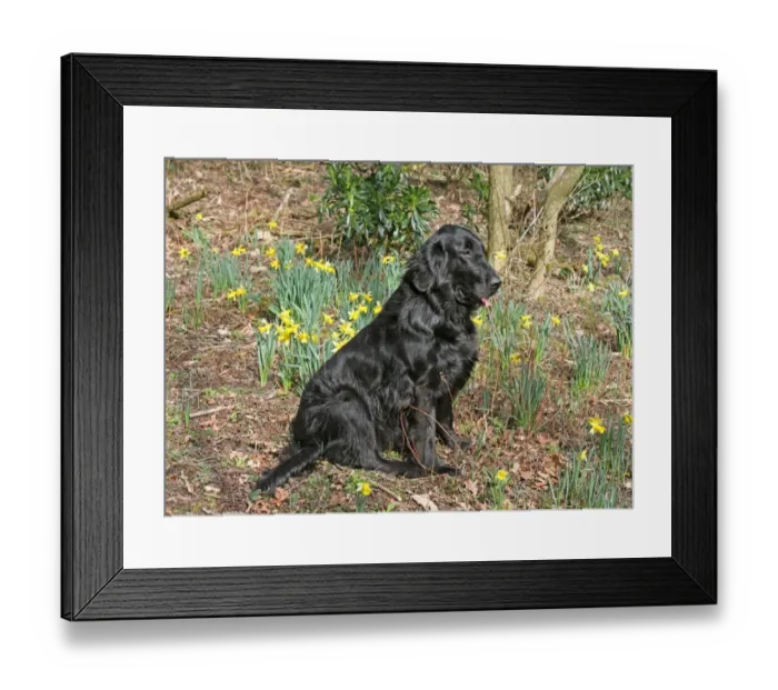 Framed Print : Domestic Dog, Flat-coated Retriever, adult female, sitting amongst daffodils, West Sussex, England, march Framed Print : Domestic Dog, Flat-coated Retriever, adult female, sitting amongst daffodils, West Sussex, England, march