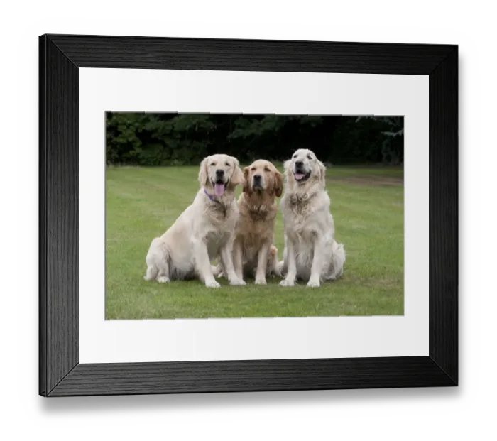 Framed Print : Domestic Dog, Golden Retriever, three adult females, sitting on garden lawn, England, august
