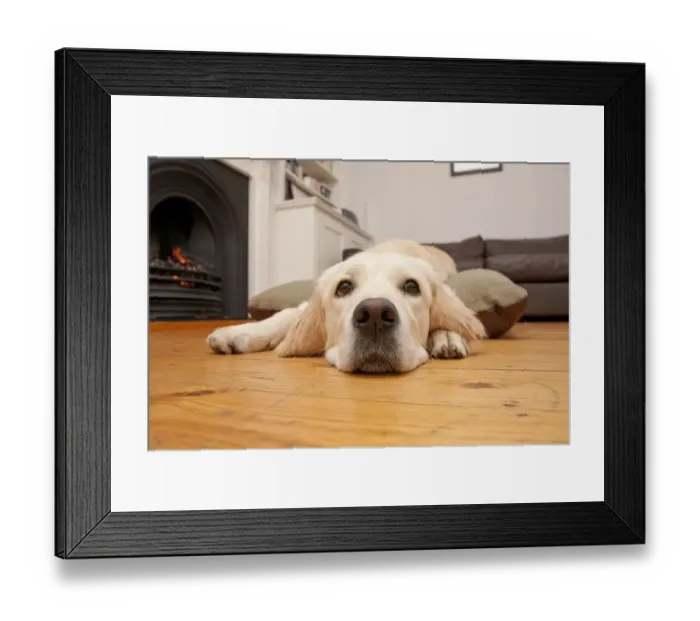Framed Print : Domestic Dog, Golden Retriever, puppy, resting on floor beside fireplace, England Framed Print : Domestic Dog, Golden Retriever, puppy, resting on floor beside fireplace, England