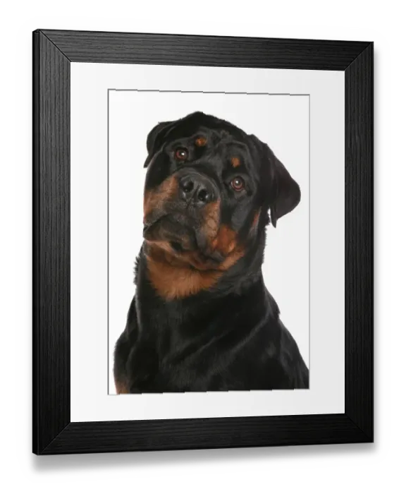 Framed Print : Domestic Dog, Rottweiler, adult male, close-up of head Framed Print : Domestic Dog, Rottweiler, adult male, close-up of head