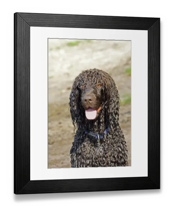 Framed Print : Domestic Dog, Irish Water Spaniel, adult, close-up of head, panting Framed Print : Domestic Dog, Irish Water Spaniel, adult, close-up of head, panting