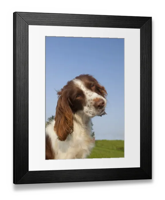 Framed Print : Domestic Dog, English Springer Spaniel, adult, close-up of head, with head tilted, England, april Framed Print : Domestic Dog, English Springer Spaniel, adult, close-up of head, with head tilted, England, april