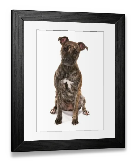 Framed Print : Domestic Dog, Staffordshire Bull Terrier cross, adult, sitting Framed Print : Domestic Dog, Staffordshire Bull Terrier cross, adult, sitting