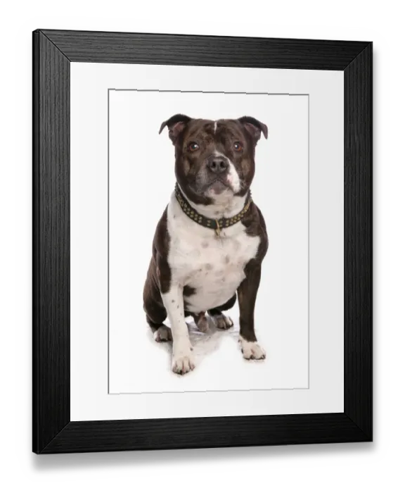 Framed Print : Domestic Dog, Staffordshire Bull Terrier, adult, sitting Framed Print : Domestic Dog, Staffordshire Bull Terrier, adult, sitting