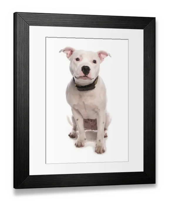 Framed Print : Domestic Dog, Staffordshire Bull Terrier, adult, sitting