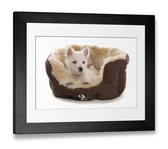 Framed Print : Domestic Dog, West Highland White Terrier, puppy, laying in bed Framed Print : Domestic Dog, West Highland White Terrier, puppy, laying in bed