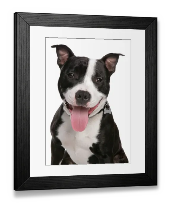 Framed Print : Domestic Dog, Staffordshire Bull Terrier, adult male, panting, close-up of head Framed Print : Domestic Dog, Staffordshire Bull Terrier, adult male, panting, close-up of head