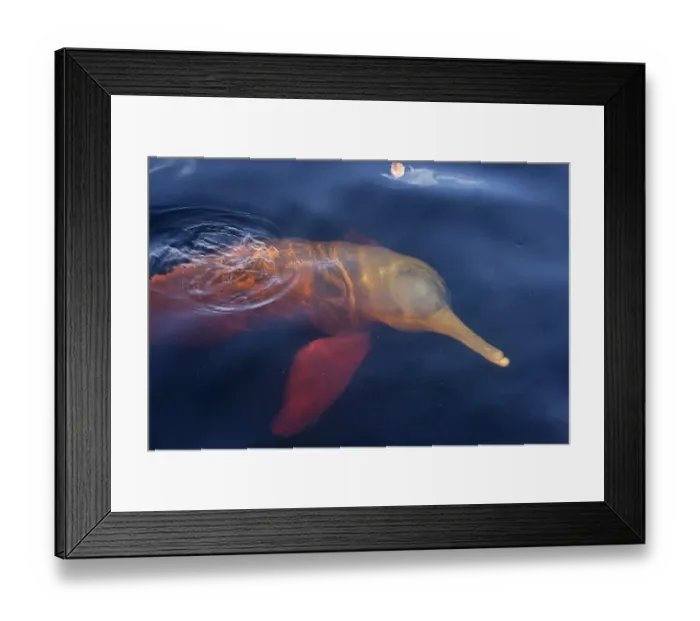 Framed Print : Amazon River Dolphin (Inia geoffrensis) adult, swimming at surface of water, Brazil Framed Print : Amazon River Dolphin (Inia geoffrensis) adult, swimming at surface of water, Brazil