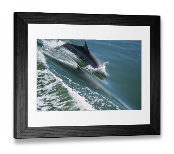 Framed Print : Bottle-nosed Dolphin (Tursiops truncatus) Leaping in wake - Thousand Is. area - Everglades NP. Florida Framed Print : Bottle-nosed Dolphin (Tursiops truncatus) Leaping in wake - Thousand Is. area - Everglades NP. Florida