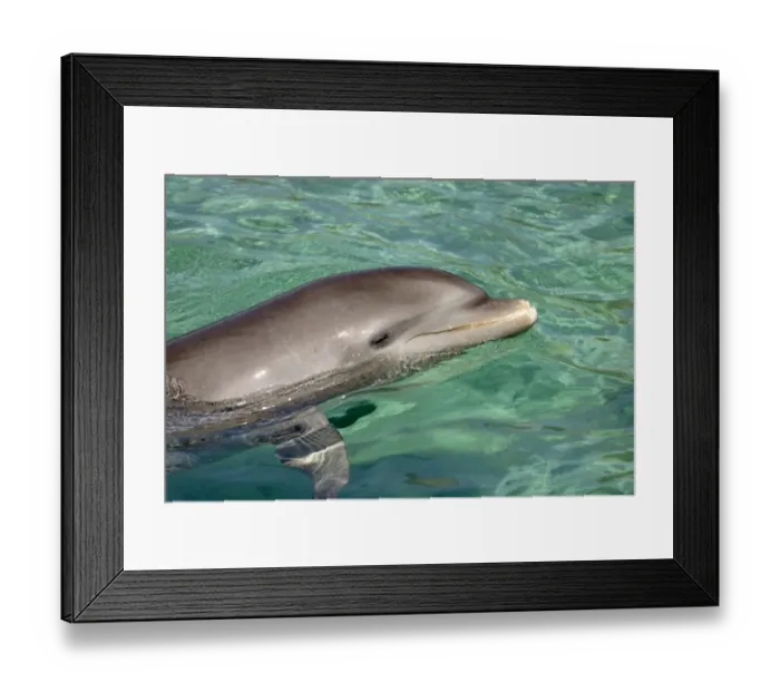 Framed Print : Bottle-nosed Dolphin (Tursiops truncatus) Adult swimming, close-up of head, Roatan, Honduras, Caribbean Sea Framed Print : Bottle-nosed Dolphin (Tursiops truncatus) Adult swimming, close-up of head, Roatan, Honduras, Caribbean Sea