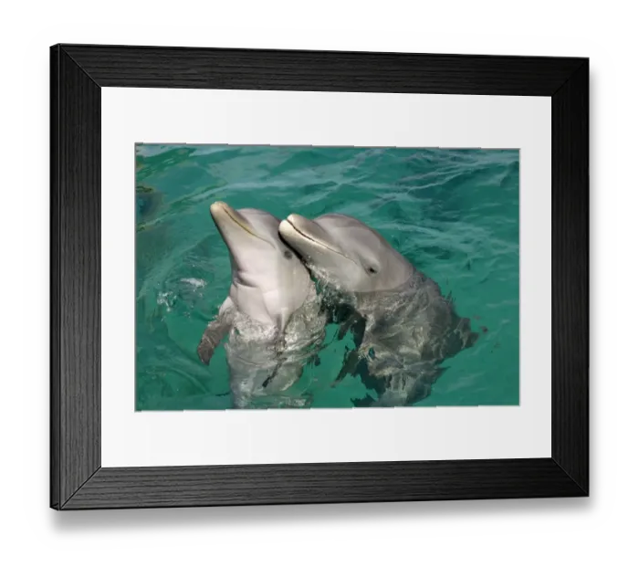 Framed Print : Bottle-nosed Dolphin (Tursiops truncatus) Adult with young, Roatan, Honduras, Caribbean Sea
