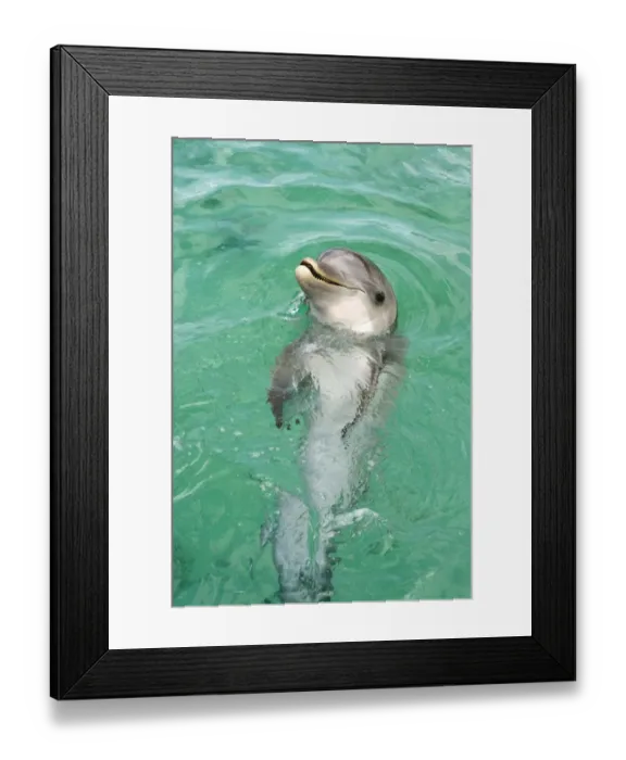 Framed Print : Bottle-nosed Dolphin (Tursiops truncatus) Adult swimming, Roatan, Honduras, Caribbean Sea