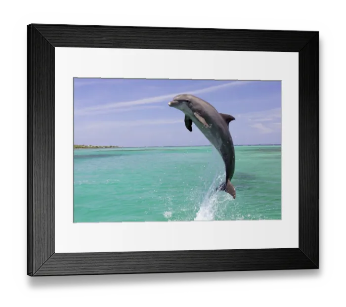 Framed Print : Bottle-nosed Dolphin (Tursiops truncatus) Adult leaping from water, Roatan, Honduras, Caribbean Sea Framed Print : Bottle-nosed Dolphin (Tursiops truncatus) Adult leaping from water, Roatan, Honduras, Caribbean Sea