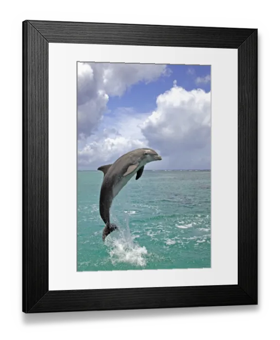 Framed Print : Bottle-nosed Dolphin (Tursiops truncatus) Adult leaping from water, Roatan, Honduras, Caribbean Sea Framed Print : Bottle-nosed Dolphin (Tursiops truncatus) Adult leaping from water, Roatan, Honduras, Caribbean Sea