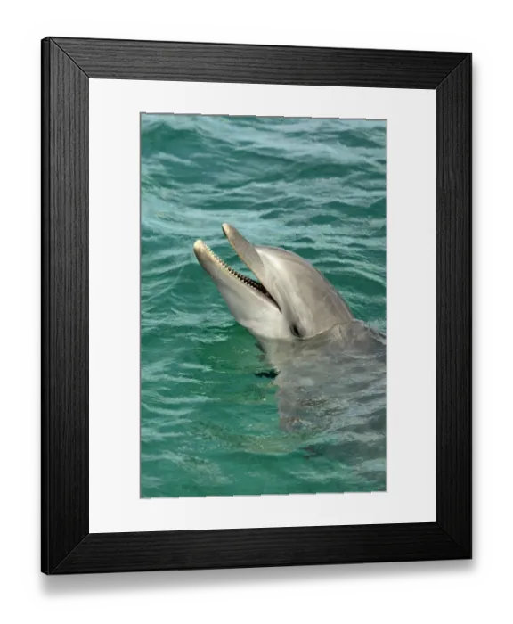 Framed Print : Bottle-nosed Dolphin (Tursiops truncatus) Adult with head out of water, Roatan, Honduras, Caribbean Sea Framed Print : Bottle-nosed Dolphin (Tursiops truncatus) Adult with head out of water, Roatan, Honduras, Caribbean Sea