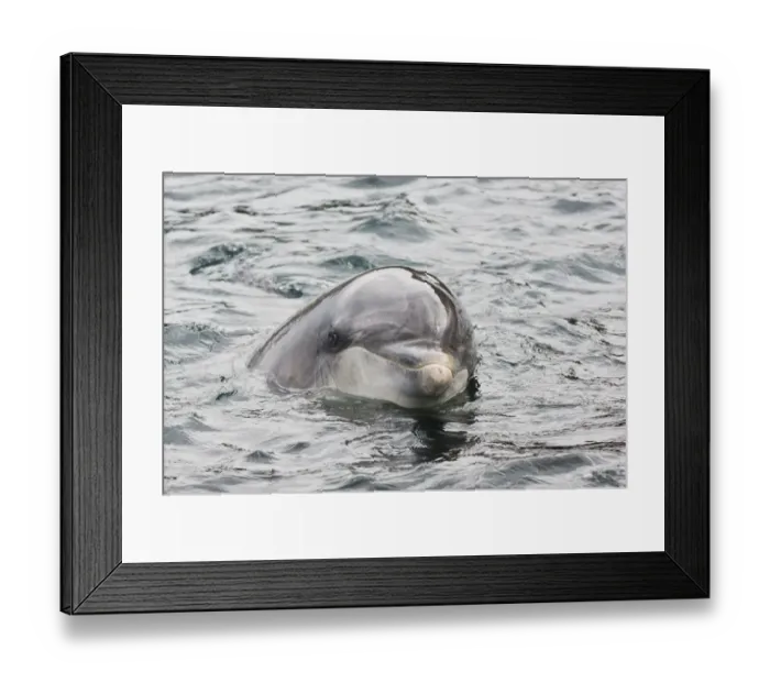 Framed Print : Bottlenose Dolphin (Tursiops truncatus) Dusty, solitary friendly adult female, close-up of head, County Clare, Ireland
