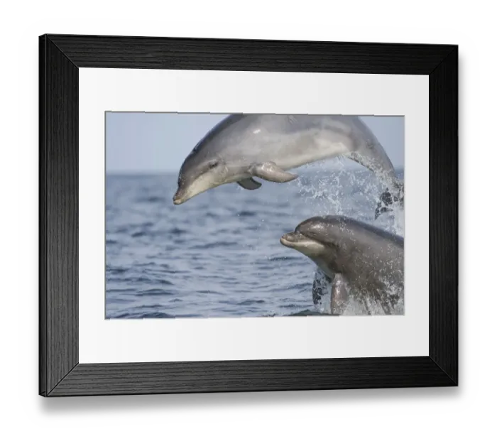 Framed Print : Bottlenose Dolphin (Tursiops truncatus) two adults, breaching, Moray firth, Scotland Framed Print : Bottlenose Dolphin (Tursiops truncatus) two adults, breaching, Moray firth, Scotland