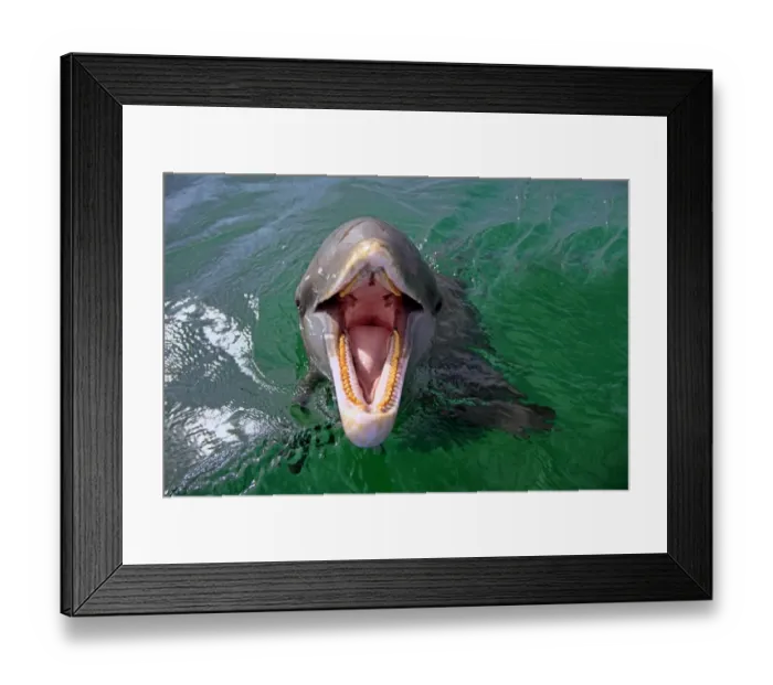 Framed Print : Common Bottlenose Dolphin (Tursiops truncatus) adult, with mouth open, Roatan, Honduras Framed Print : Common Bottlenose Dolphin (Tursiops truncatus) adult, with mouth open, Roatan, Honduras