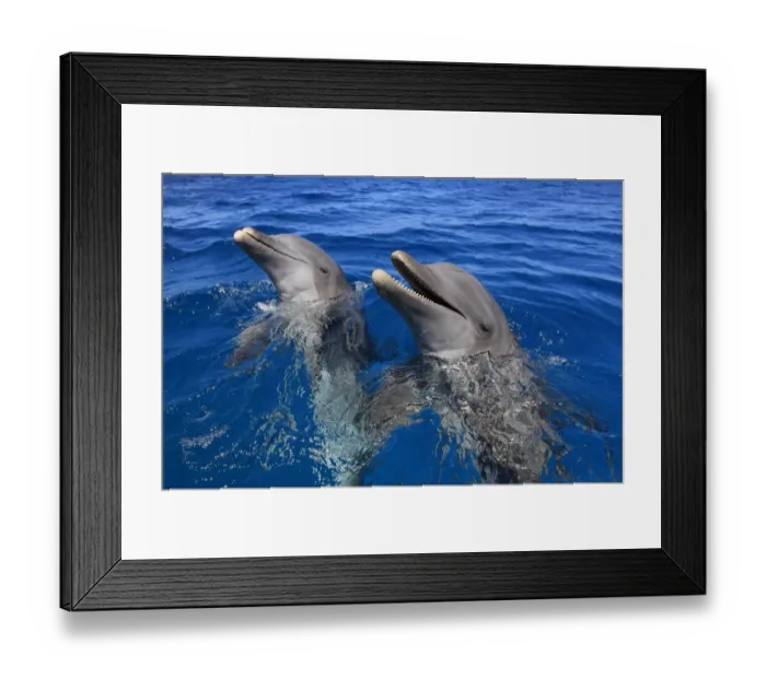 Framed Print : Common Bottlenose Dolphin (Tursiops truncatus) two adults, with mouth open, Roatan, Honduras Framed Print : Common Bottlenose Dolphin (Tursiops truncatus) two adults, with mouth open, Roatan, Honduras