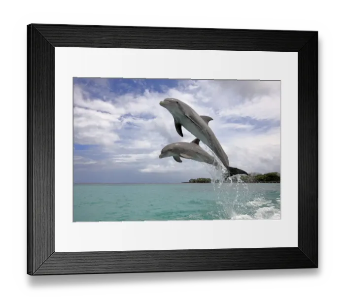 Framed Print : Common Bottlenose Dolphin (Tursiops truncatus) two adults, leaping, Roatan, Honduras