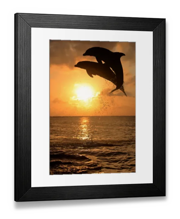 Framed Print : Common Bottlenose Dolphin (Tursiops truncatus) two adults, leaping, silhouetted at sunset, Roatan, Honduras Framed Print : Common Bottlenose Dolphin (Tursiops truncatus) two adults, leaping, silhouetted at sunset, Roatan, Honduras