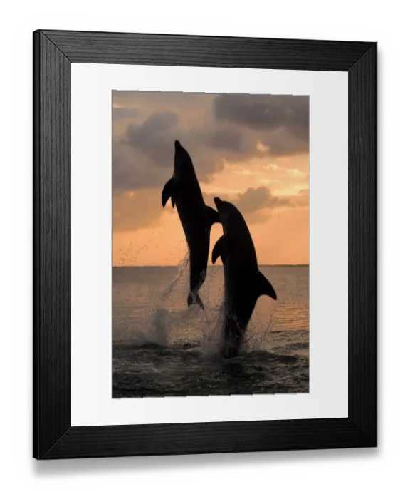 Framed Print : Common Bottlenose Dolphin (Tursiops truncatus) two adults, leaping, silhouetted at sunset, Roatan, Honduras Framed Print : Common Bottlenose Dolphin (Tursiops truncatus) two adults, leaping, silhouetted at sunset, Roatan, Honduras