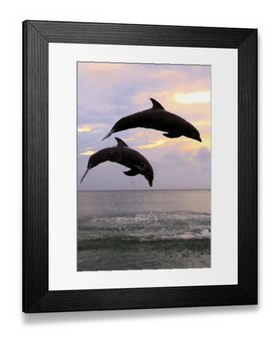 Framed Print : Common Bottlenose Dolphin (Tursiops truncatus) two adults, leaping, silhouetted at sunset, Roatan, Honduras Framed Print : Common Bottlenose Dolphin (Tursiops truncatus) two adults, leaping, silhouetted at sunset, Roatan, Honduras