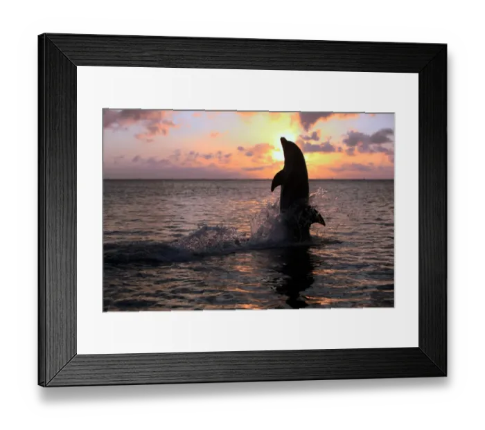 Framed Print : Common Bottlenose Dolphin (Tursiops truncatus) adult, tail-walking, silhouetted at sunset, Roatan, Honduras Framed Print : Common Bottlenose Dolphin (Tursiops truncatus) adult, tail-walking, silhouetted at sunset, Roatan, Honduras