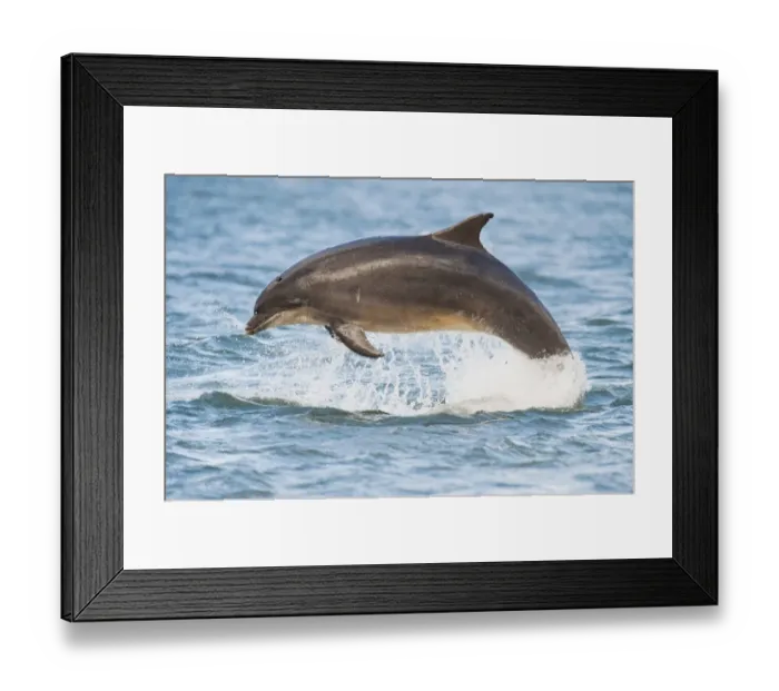 Framed Print : Bottlenose Dolphin (Tursiops truncatus) adult, with tooth rakes from conspecific interaction, leaping, Moray Firth, Scotland, july Framed Print : Bottlenose Dolphin (Tursiops truncatus) adult, with tooth rakes from conspecific interaction, leaping, Moray Firth, Scotland, july