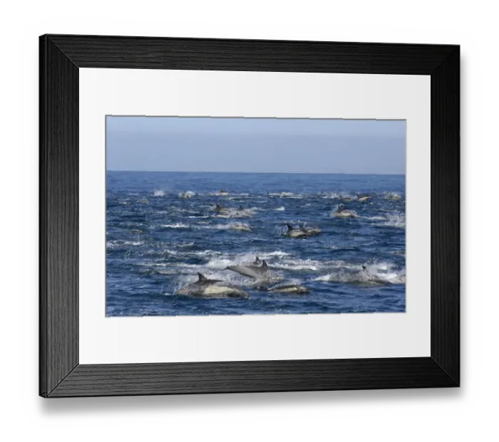 Framed Print : Long-beaked Common Dolphin (Delphinus capenisis) large pod, porpoising, Sea of Cortez, Mexico