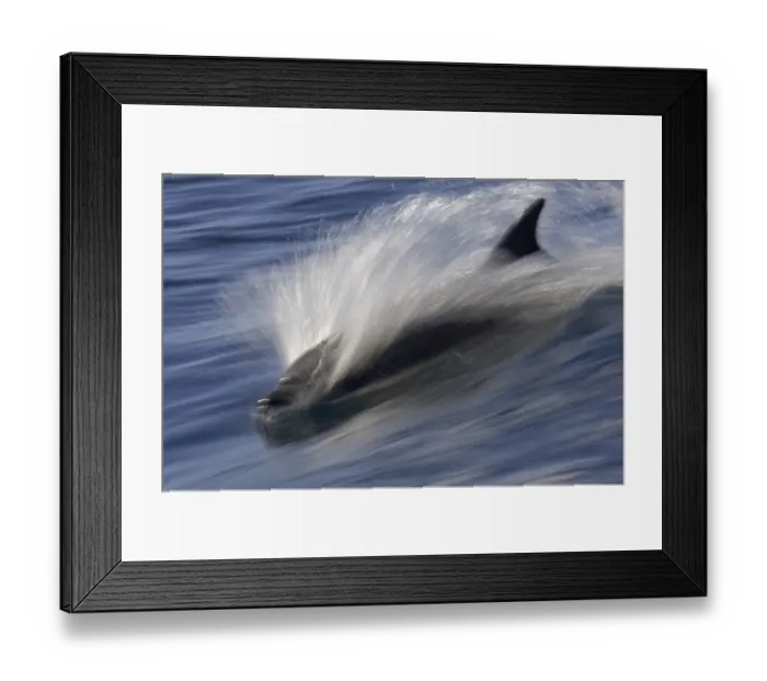 Framed Print : Long-beaked Common Dolphin (Delphinus capenisis) adult, porpoising, blurred movement, Sea of Cortez, Mexico Framed Print : Long-beaked Common Dolphin (Delphinus capenisis) adult, porpoising, blurred movement, Sea of Cortez, Mexico