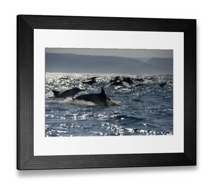 Framed Print : Long-beaked Common Dolphin (Delphinus capensis) adults, group porpoising, jumping from sea, offshore Port St. Johns, Wild Coast, Eastern Cape (Transkei), South Africa Framed Print : Long-beaked Common Dolphin (Delphinus capensis) adults, group porpoising, jumping from sea, offshore Port St. Johns, Wild Coast, Eastern Cape (Transkei), South Africa