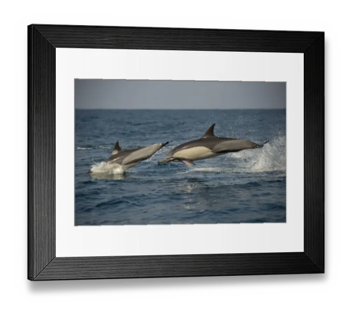 Framed Print : Long-beaked Common Dolphin (Delphinus capensis) two adults, porpoising, jumping from sea, offshore Port St. Johns, Wild Coast, Eastern Cape (Transkei), South Africa Framed Print : Long-beaked Common Dolphin (Delphinus capensis) two adults, porpoising, jumping from sea, offshore Port St. Johns, Wild Coast, Eastern Cape (Transkei), South Africa