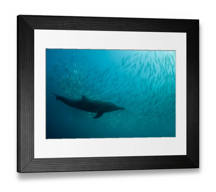 Framed Print : Long-beaked Common Dolphin (Delphinus capensis) adult, feeding on baitball school of small bait fish, offshore Port St. Johns, Wild Coast, Eastern Cape (Transkei), South Africa Framed Print : Long-beaked Common Dolphin (Delphinus capensis) adult, feeding on baitball school of small bait fish, offshore Port St. Johns, Wild Coast, Eastern Cape (Transkei), South Africa