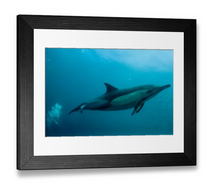 Framed Print : Long-beaked Common Dolphin (Delphinus capensis) adult, kicking (creating air bubbles) with baitball school of small bait fish, offshore Port St. Johns, Wild Coast, Eastern Cape (Transkei), South Africa Framed Print : Long-beaked Common Dolphin (Delphinus capensis) adult, kicking (creating air bubbles) with baitball school of small bait fish, offshore Port St. Johns, Wild Coast, Eastern Cape (Transkei), South Africa