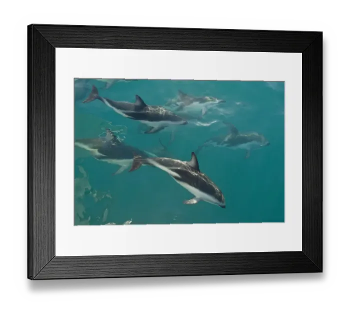 Framed Print : Dusky Dolphin (Lagenorhynchus obscurus) pod, at waters surface, Kaikoura, South Island, New Zealand Framed Print : Dusky Dolphin (Lagenorhynchus obscurus) pod, at waters surface, Kaikoura, South Island, New Zealand