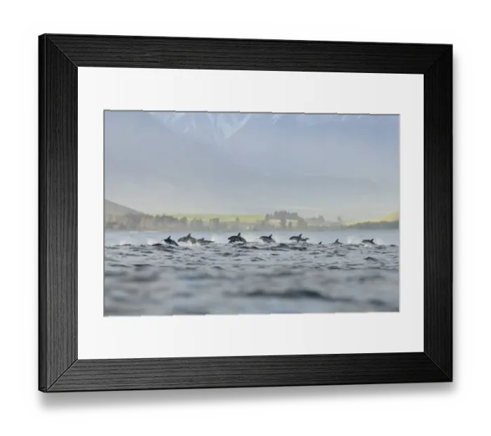 Framed Print : Dusky Dolphin (Lagenorhynchus obscurus) pod, porpoising, Kaikoura, South Island, New Zealand Framed Print : Dusky Dolphin (Lagenorhynchus obscurus) pod, porpoising, Kaikoura, South Island, New Zealand