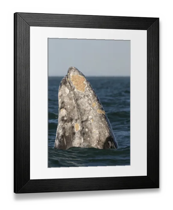 Framed Print : Grey Whale (Eschrichtius robustus) adult, spyhopping, head looking out from water, San Ignacio, Baja California, Mexico