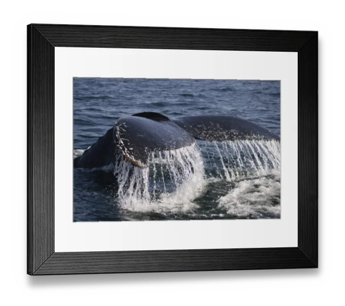Framed Print : Humpback Whale (Megaptera novaeangliae) Tail fluke, Hermanus, South Africa Framed Print : Humpback Whale (Megaptera novaeangliae) Tail fluke, Hermanus, South Africa