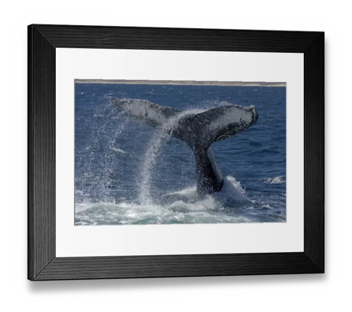 Framed Print : Humpback Whale (Megaptera novaeangliae) adult male, lob-tailing behaviour, beating tail against waters surface