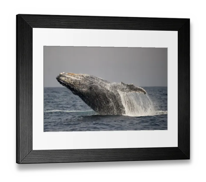 Framed Print : Humpback Whale (Megaptera novaeangliae) adult, breaching at surface of sea, offshore Port St Framed Print : Humpback Whale (Megaptera novaeangliae) adult, breaching at surface of sea, offshore Port St
