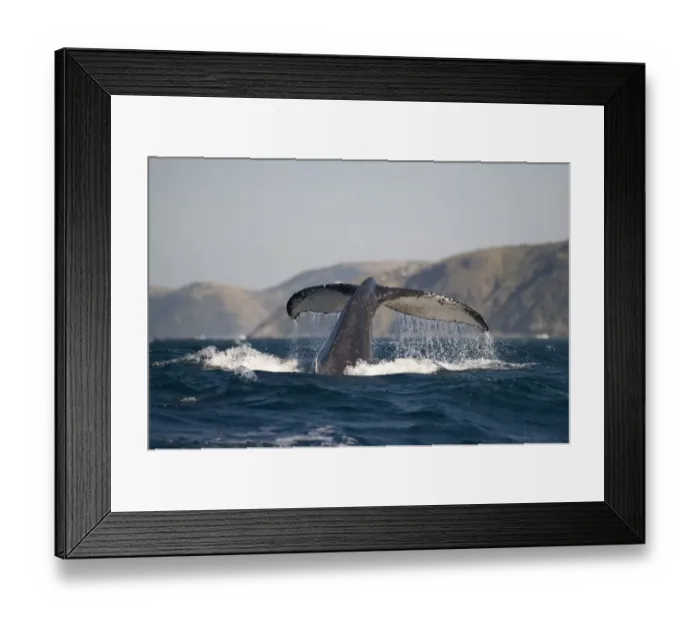 Framed Print : Humpback Whale (Megaptera novaeangliae) adult, tail flukes with barnacles, at surface of sea, offshore Port St Framed Print : Humpback Whale (Megaptera novaeangliae) adult, tail flukes with barnacles, at surface of sea, offshore Port St