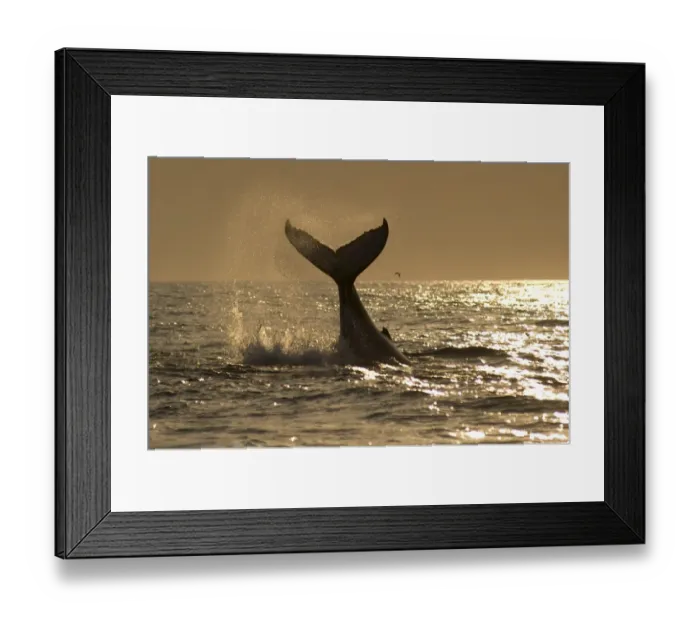 Framed Print : Humpback Whale (Megaptera novaeangliae) adult, splashing with raised tail flukes at surface of sea, at sunrise Framed Print : Humpback Whale (Megaptera novaeangliae) adult, splashing with raised tail flukes at surface of sea, at sunrise