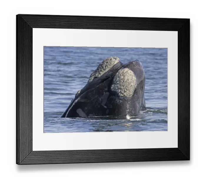 Framed Print : Southern Right Whale (Balaena glacialis) Head out of water, spyhopping, Hermanus, South Africa