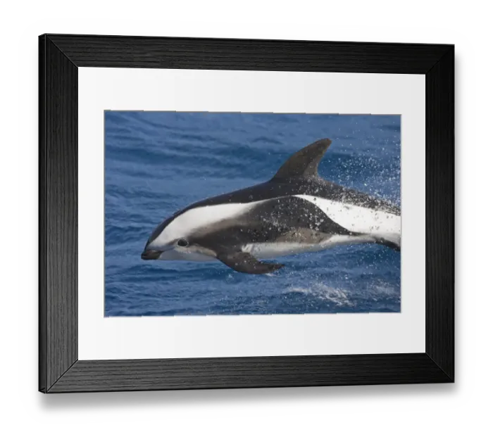Framed Print : Hourglass Dolphin (Lagenorhynchus cruciger) adult, porpoising from sea, South Atlantic Ocean, South Georgia Framed Print : Hourglass Dolphin (Lagenorhynchus cruciger) adult, porpoising from sea, South Atlantic Ocean, South Georgia